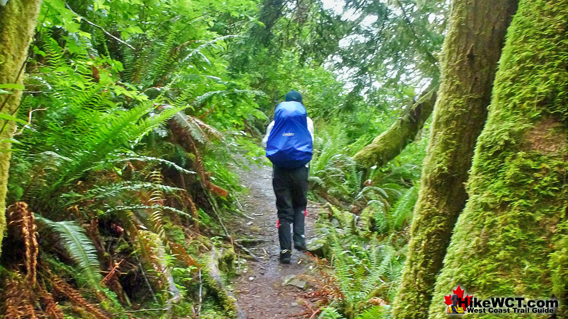 West Coast Trail 10 2 Rainforest