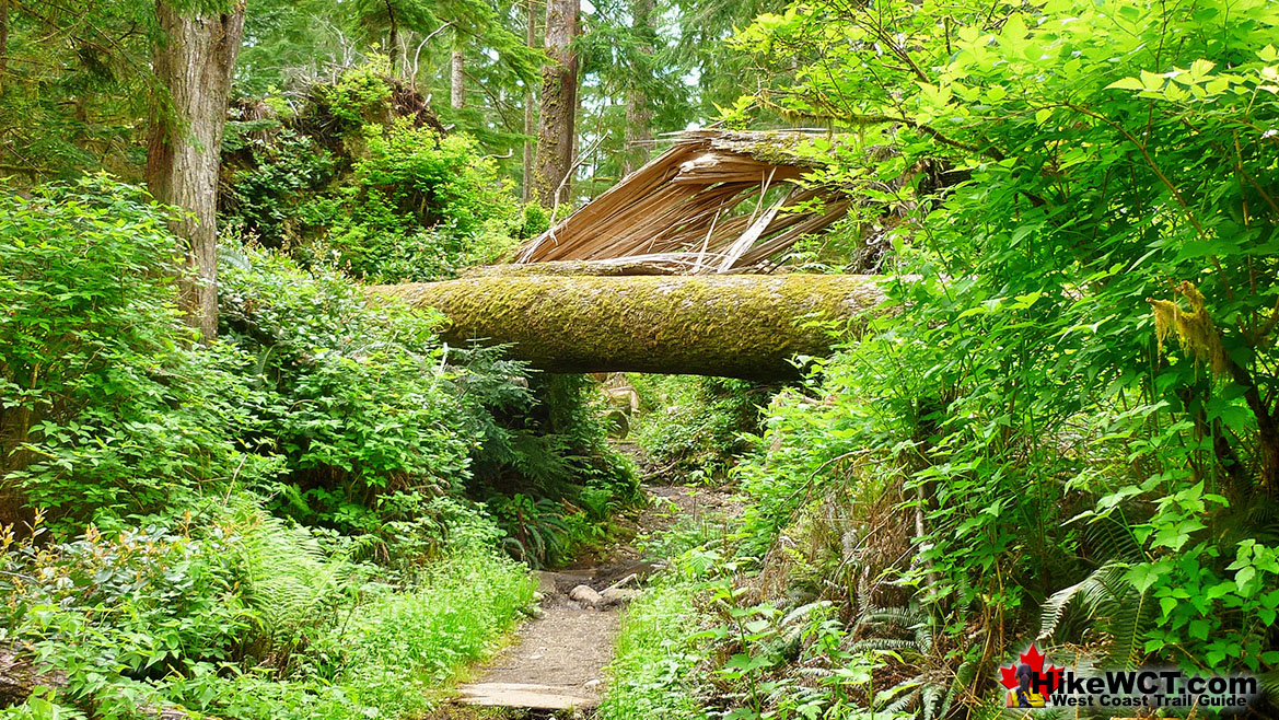 Best West Coast Trail Sights Rainforest Deadfall