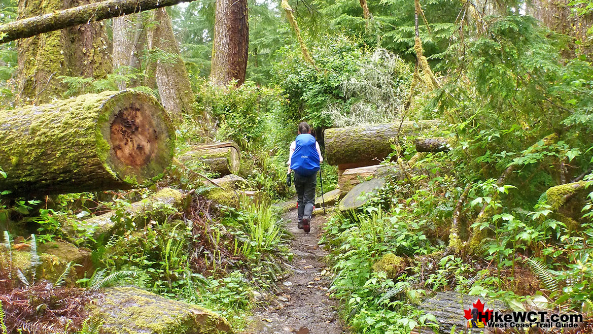West Coast Trail 16.4 Cut Trees