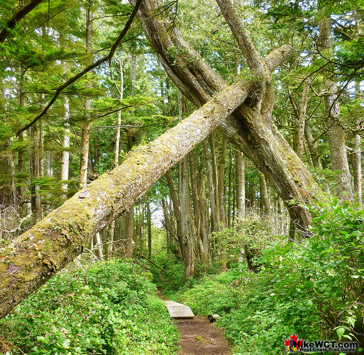 Deadfall West Coast Trail