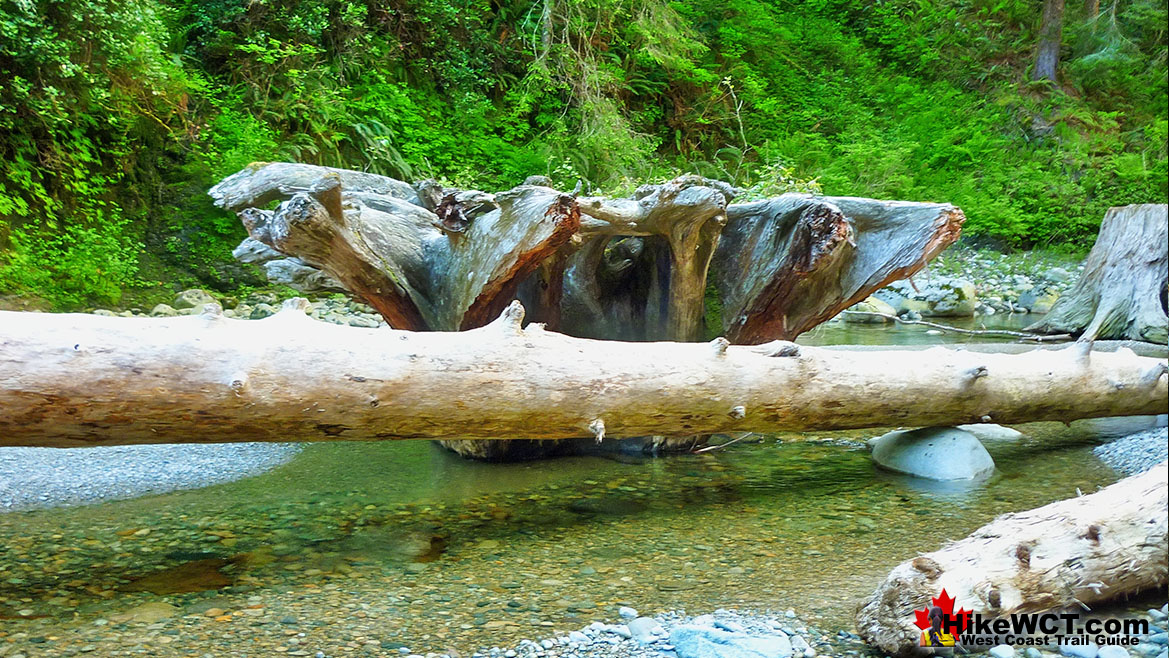 Deadfall in Darling River