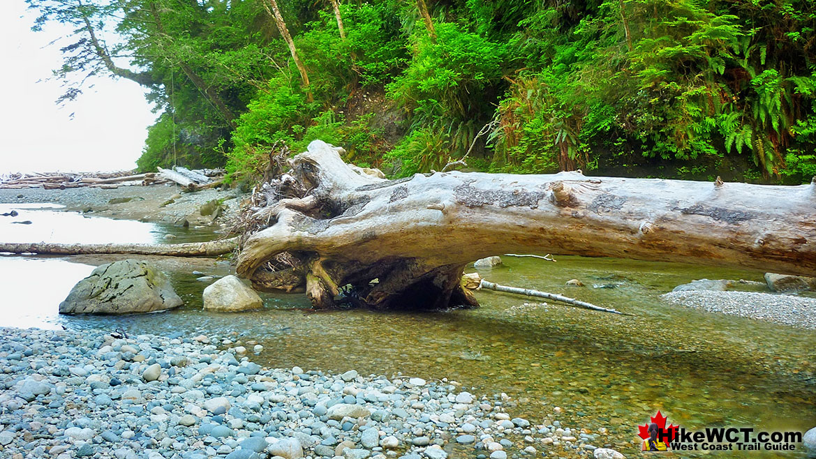 Darling River Deadfall Driftwood