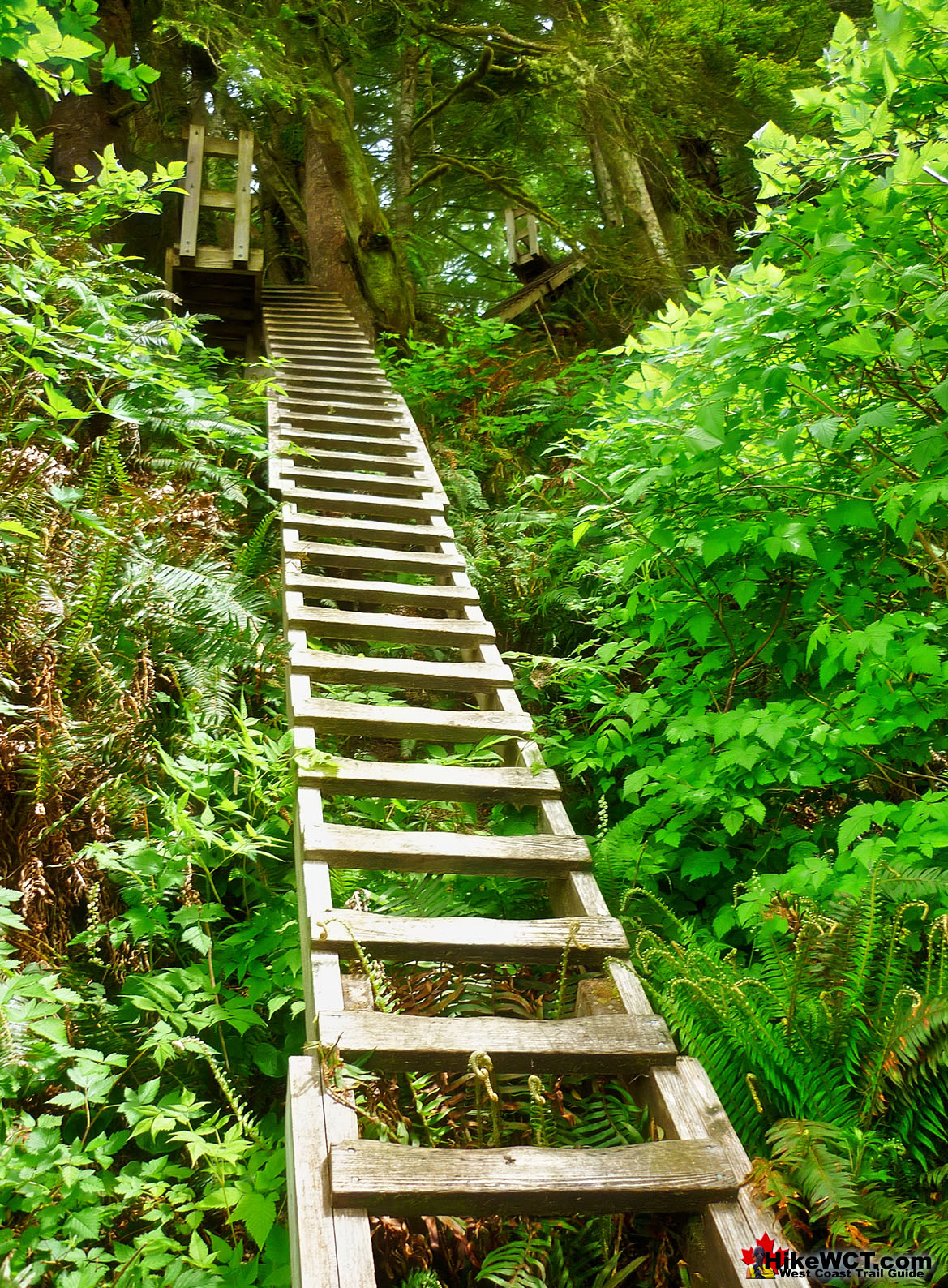 West Coast Trail 7 1 Ladder