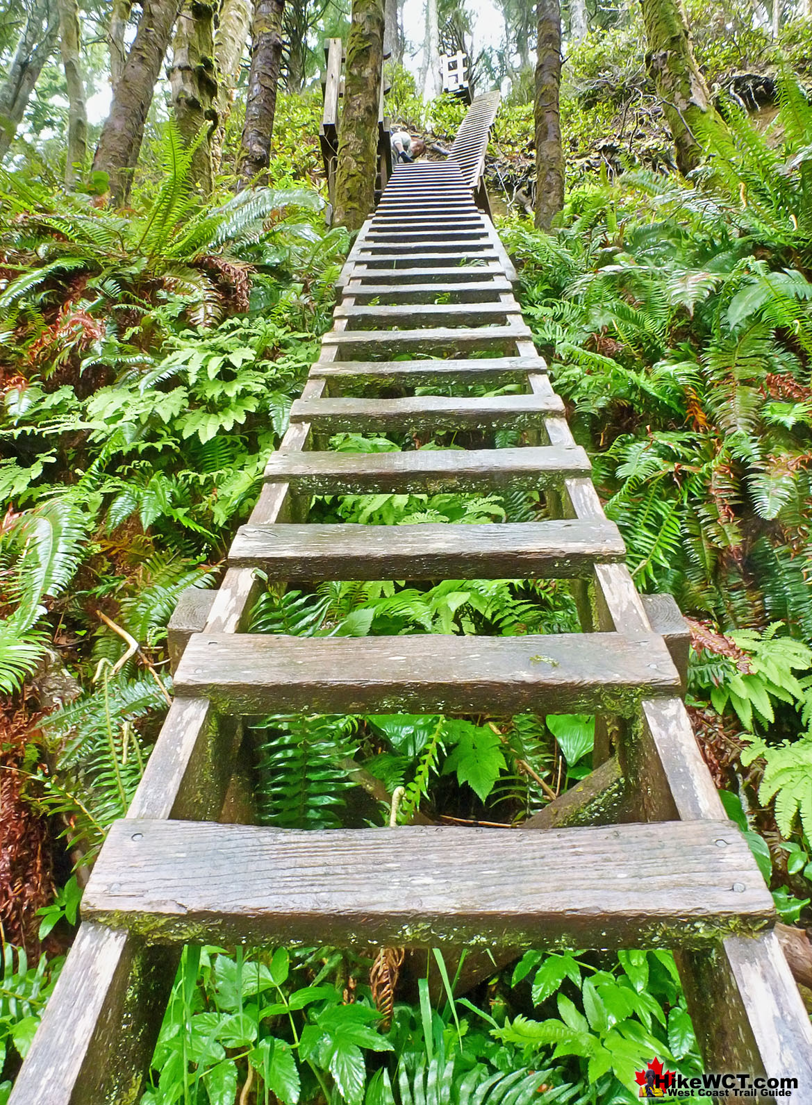 Best West Coast Trail Sights Tall Ladders