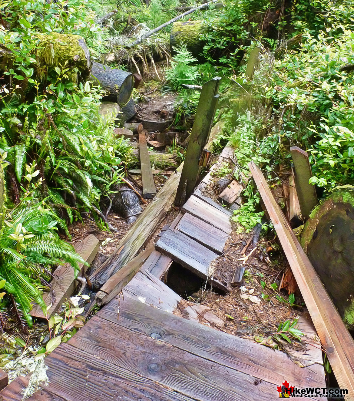 Bridge Destroyed on the West Coast Trail