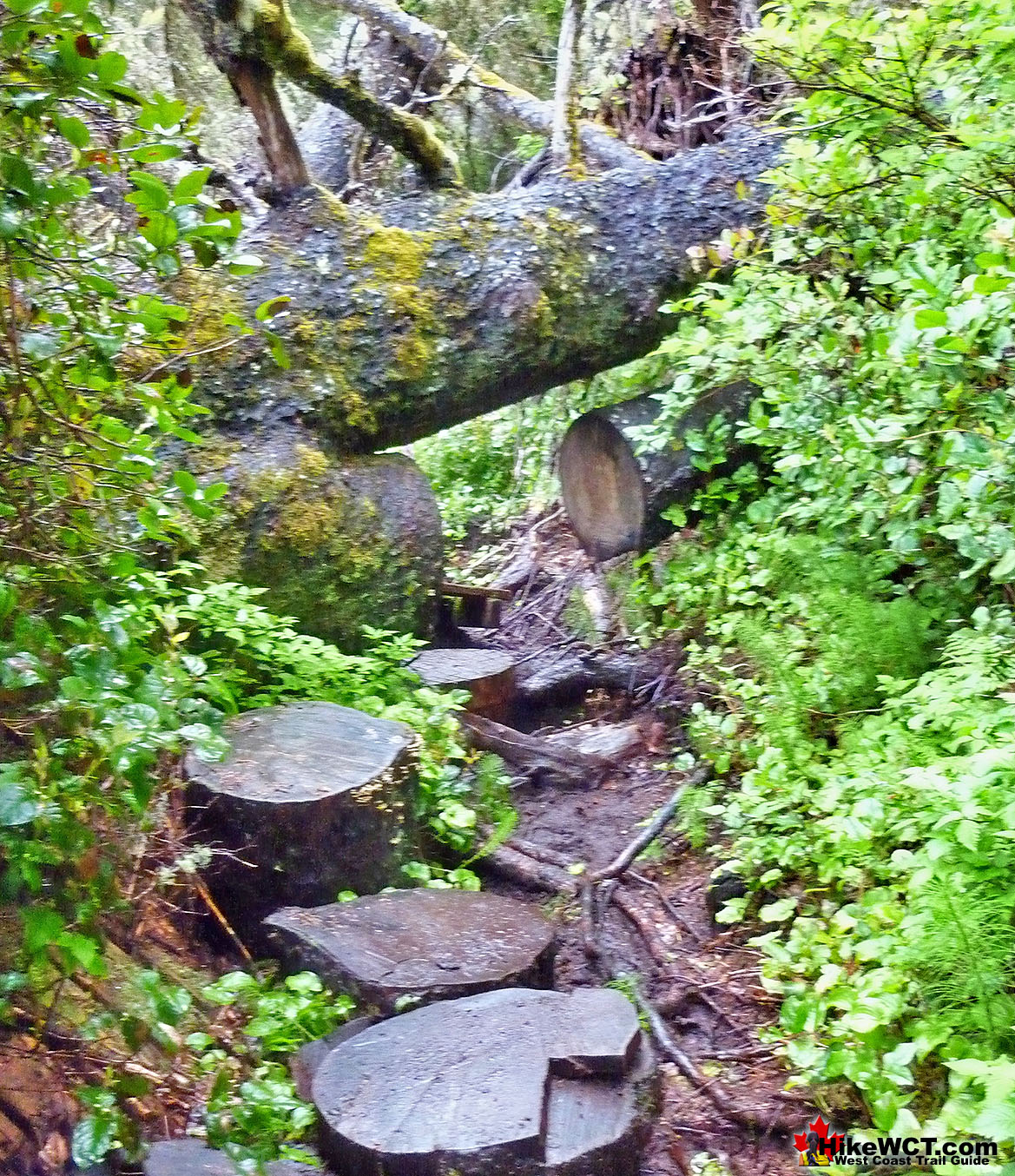 West Coast Deadfall Trail