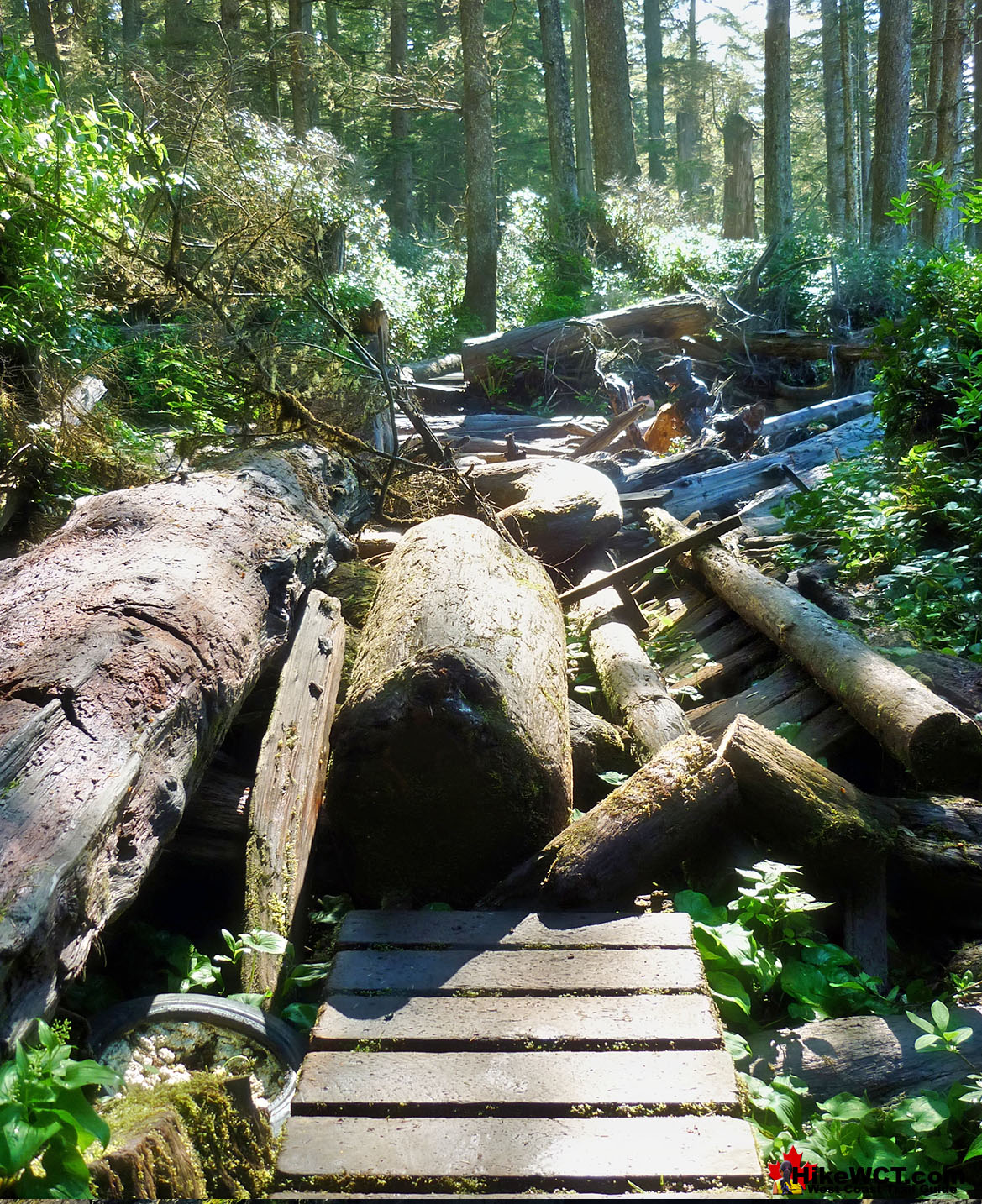 Obliterated Boardwalk on the West Coast Trail