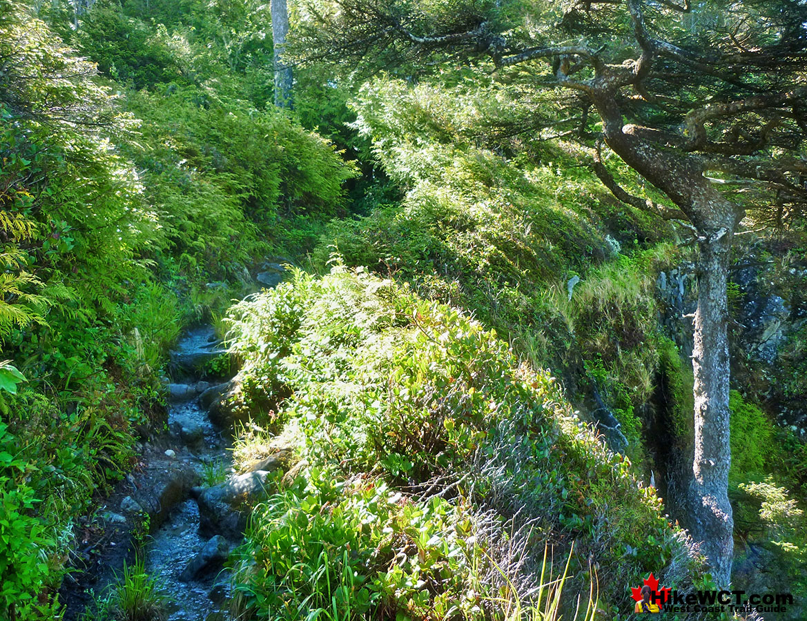 Cliffside Trail West Coast Trail
