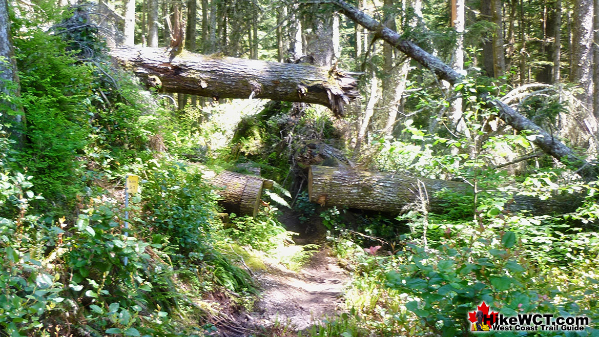 Deadfall on the Forest Trail