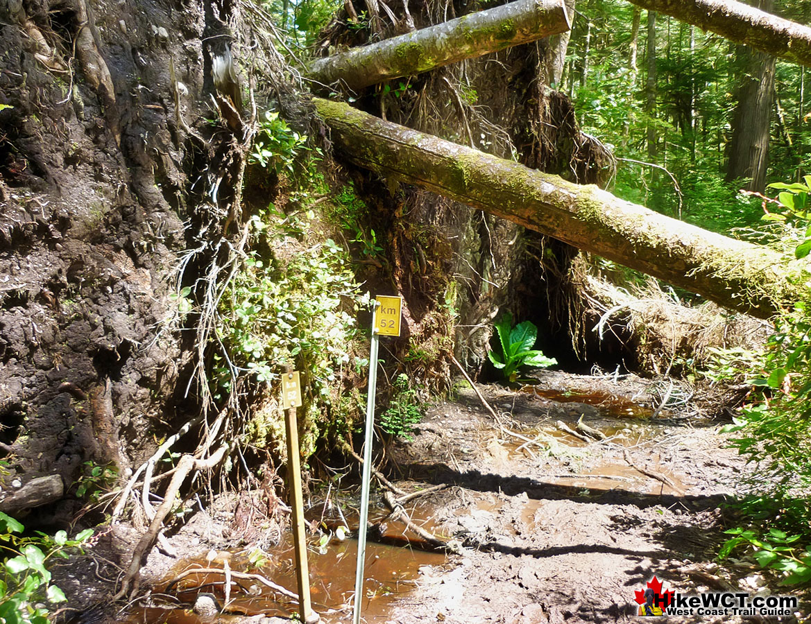 Deadfall Wall 52km West Coast Trail