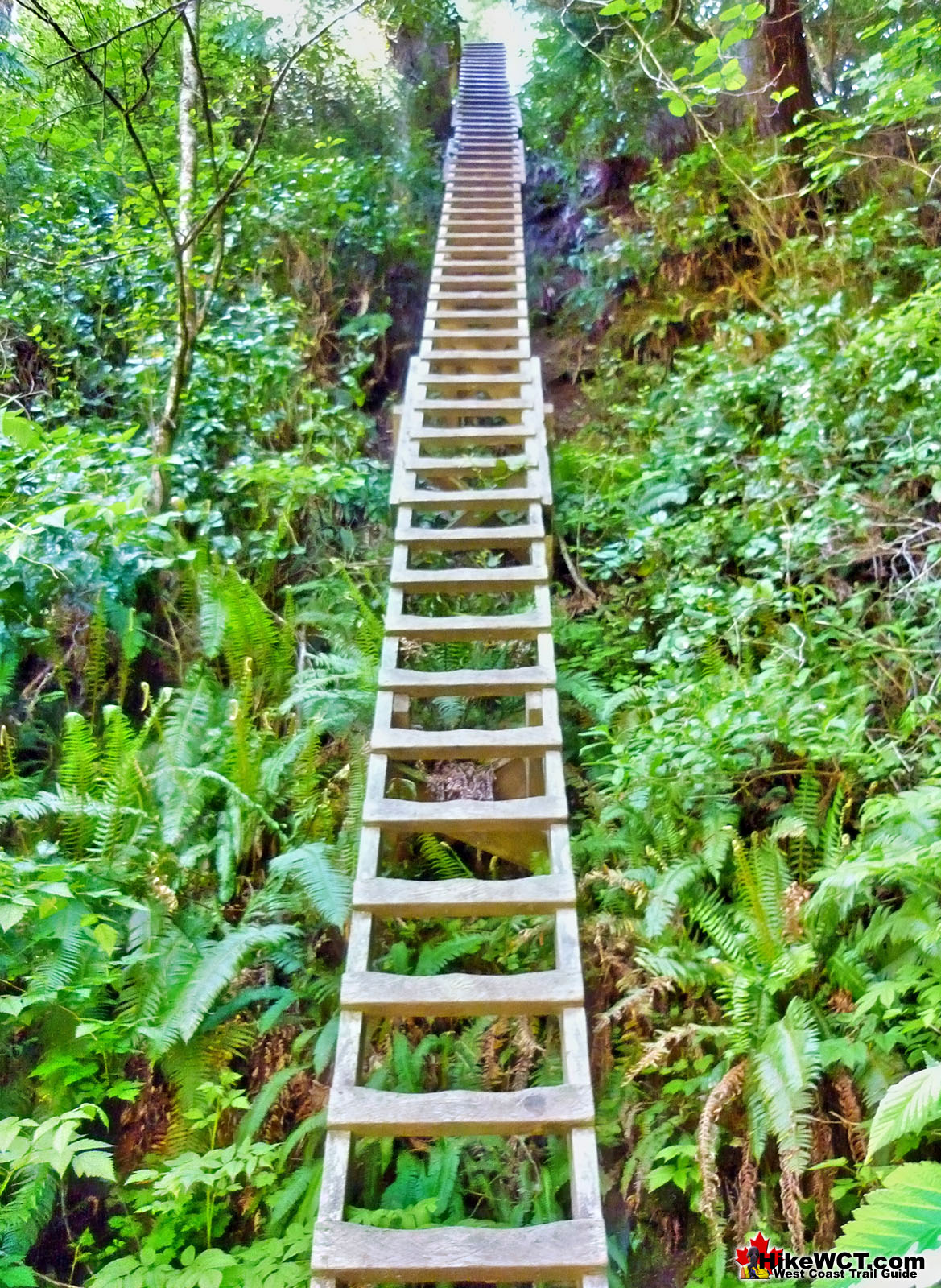 Amazing West Coast Trail Ladders