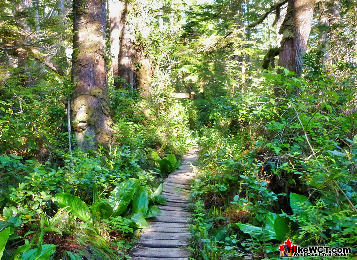 Ancient Boardwalk Near 60km