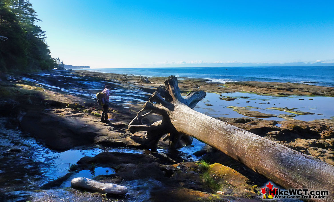 Deadfall Driftwood West Coast Trail